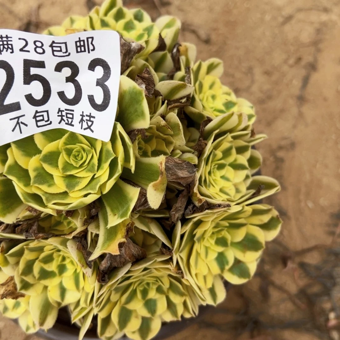 迈巴赫多肉植物2533