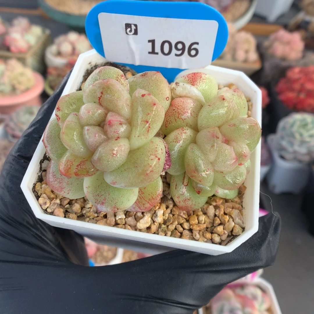 1096 冰玉石化多肉多肉