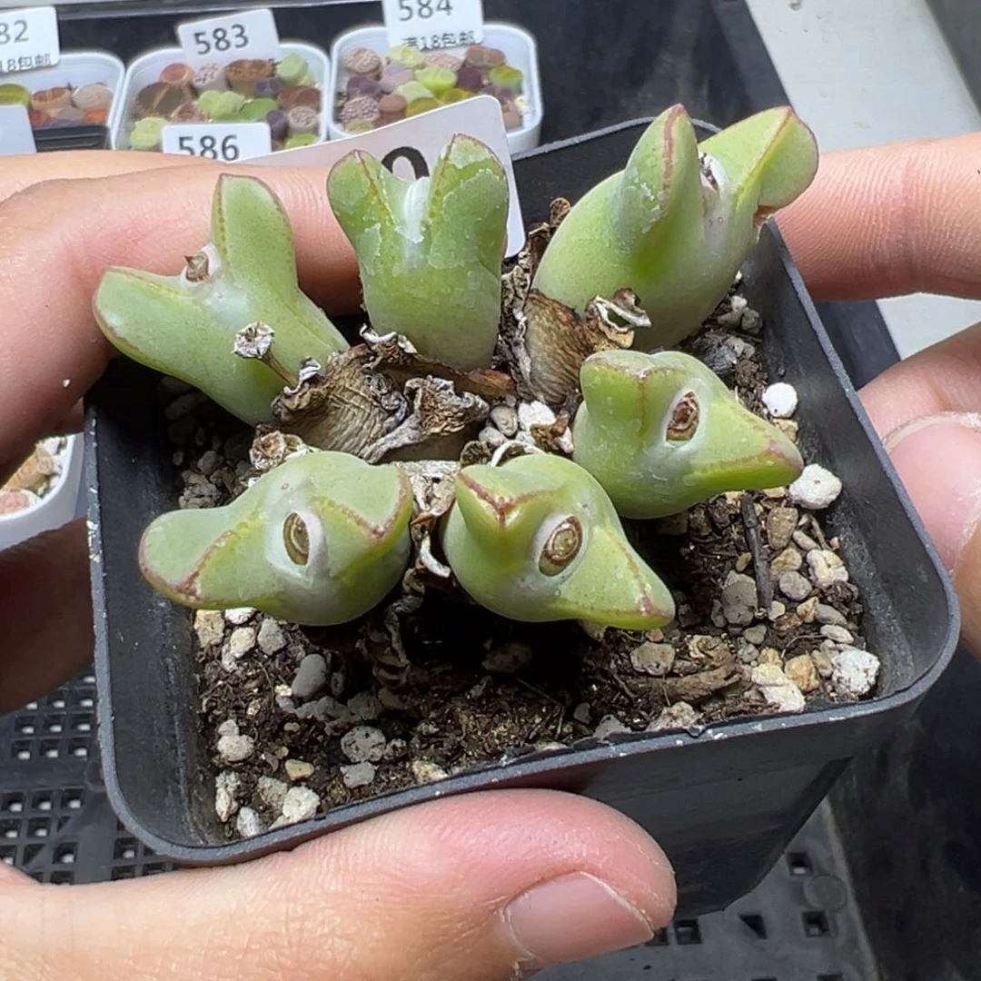 【闪购商品】590……