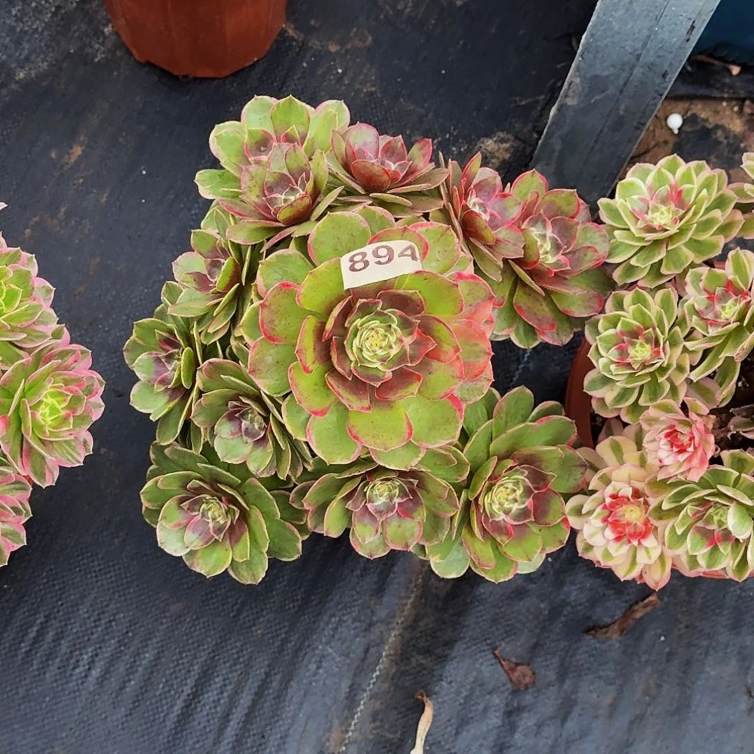 984粉花妖冠服28公分