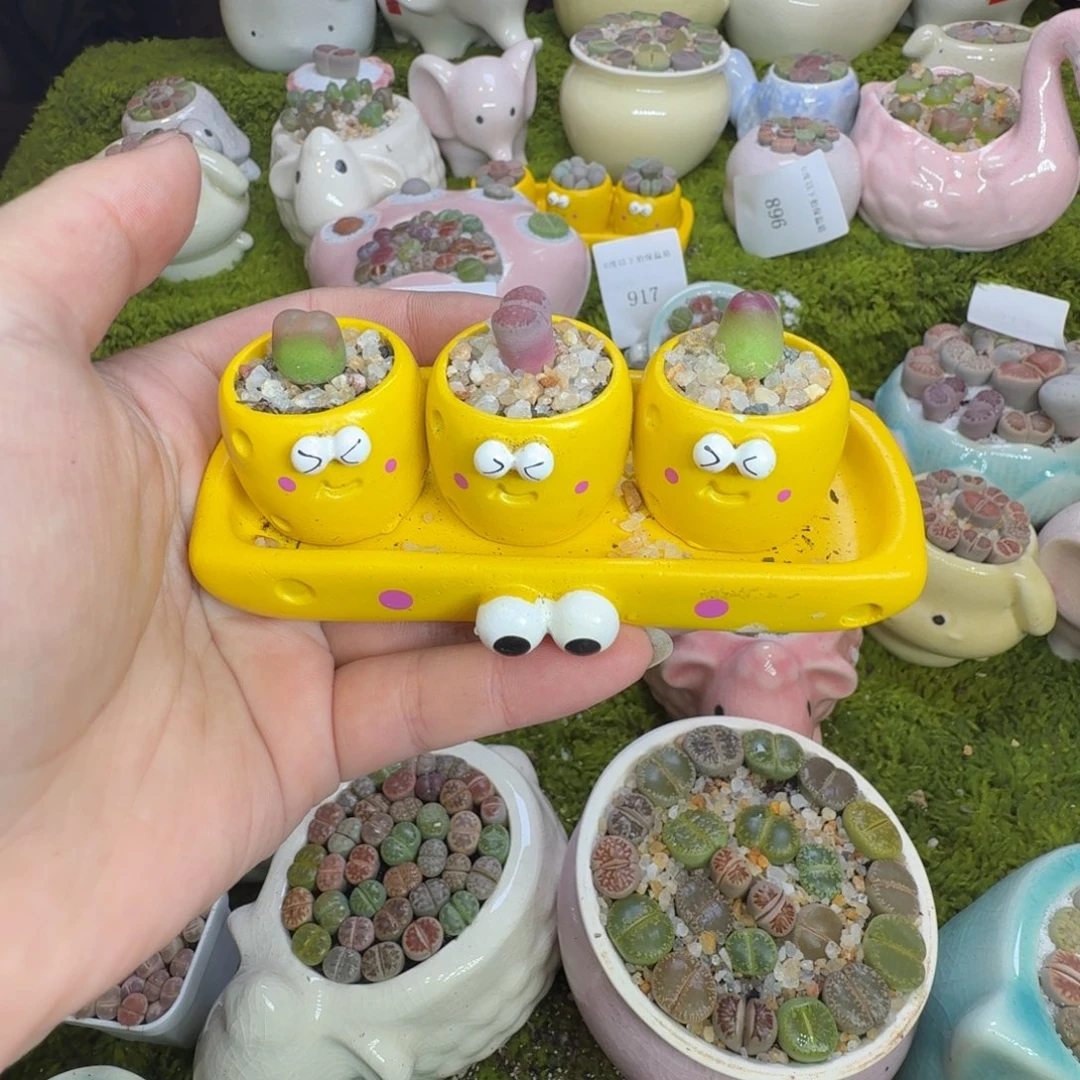 多肉葡萄的季节968