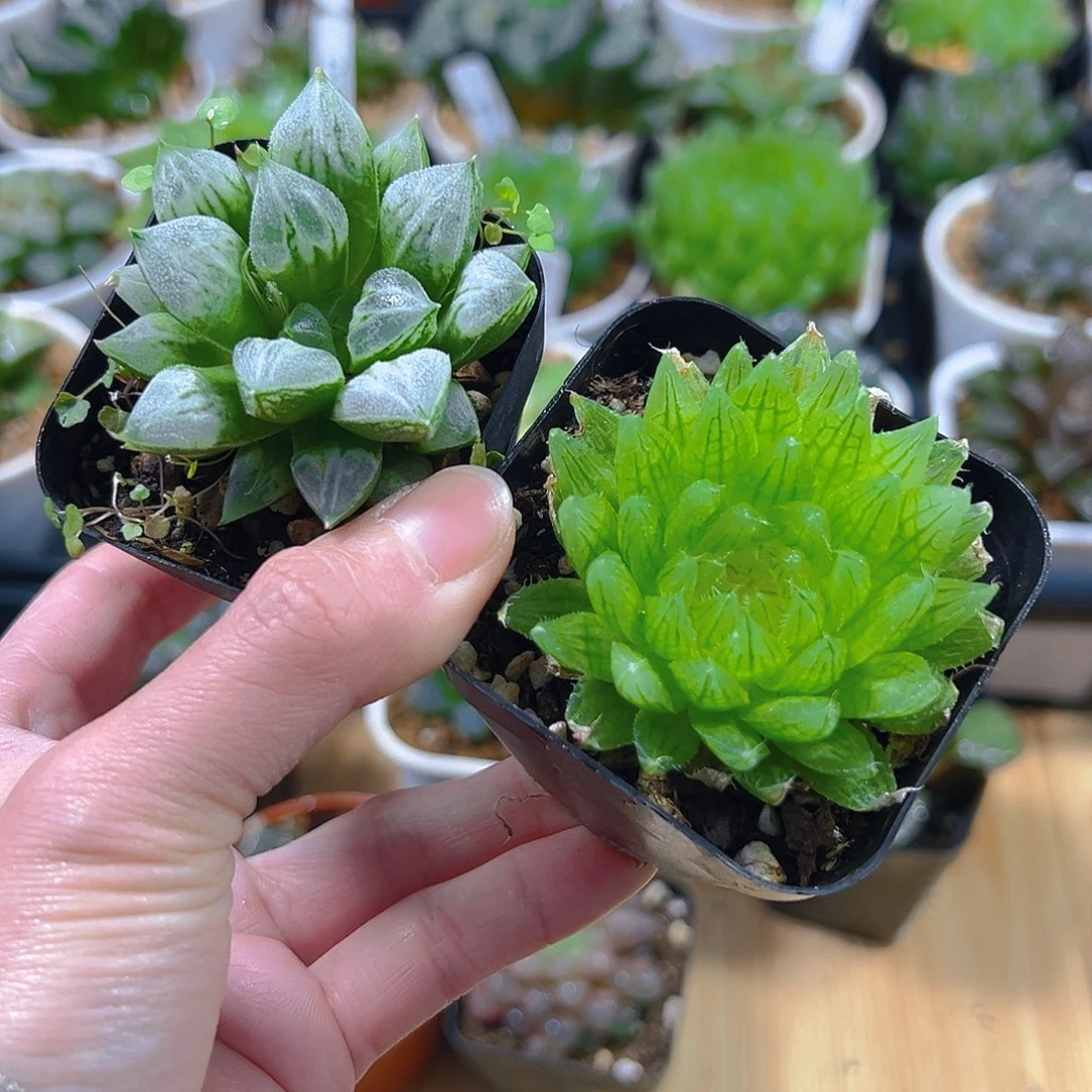 爱心寿+樱水晶玉露多肉植物