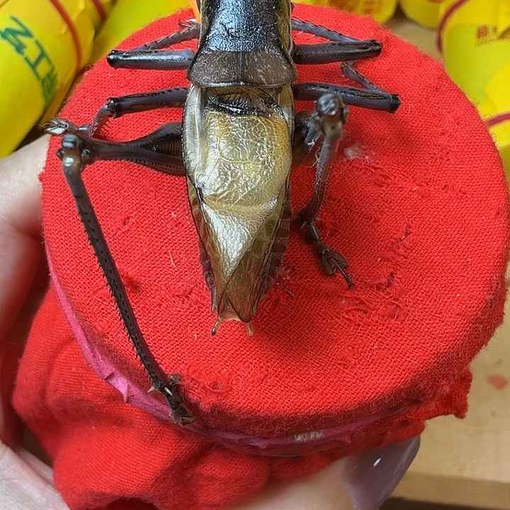 蟋蟀哈哈哈哈哈哈哈哈哈哈