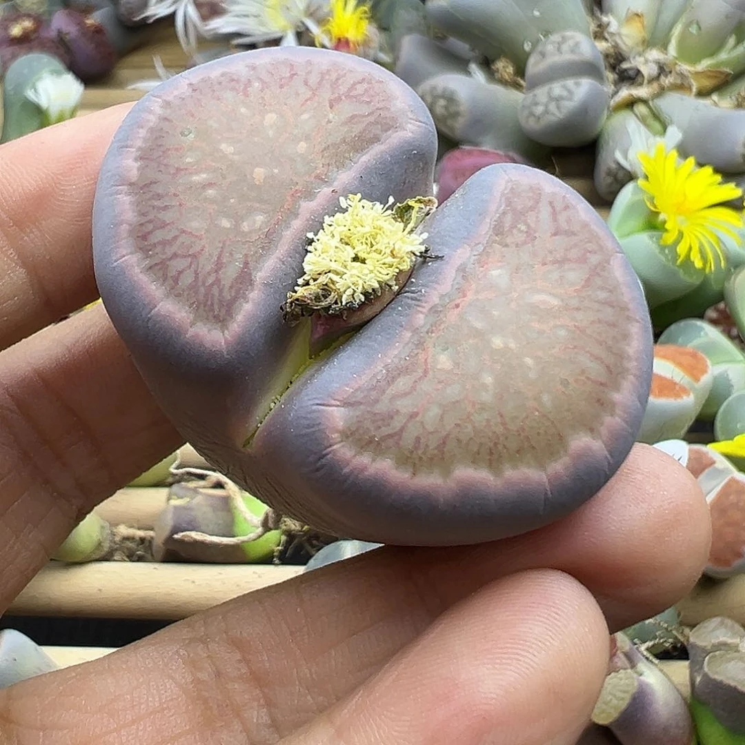 2646超级巨无霸生石花双十二清货福利不售后