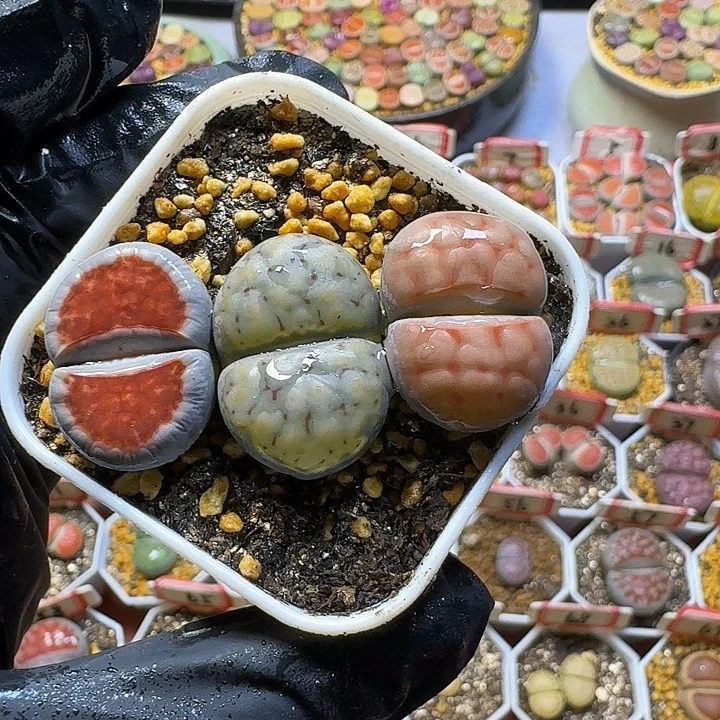 生石花1225588 6号