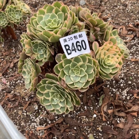 460粉花妖不包断枝