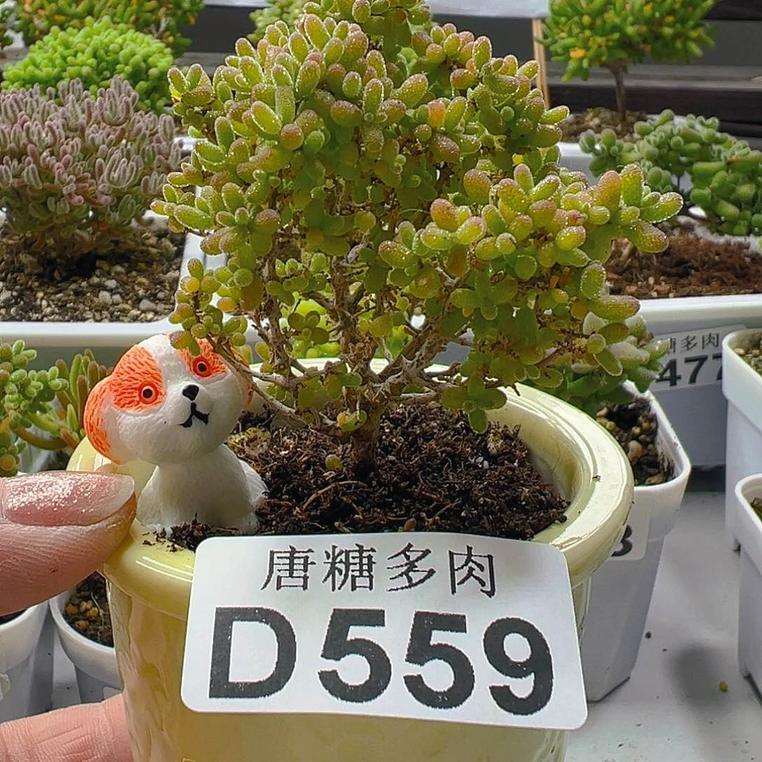 小小米559。