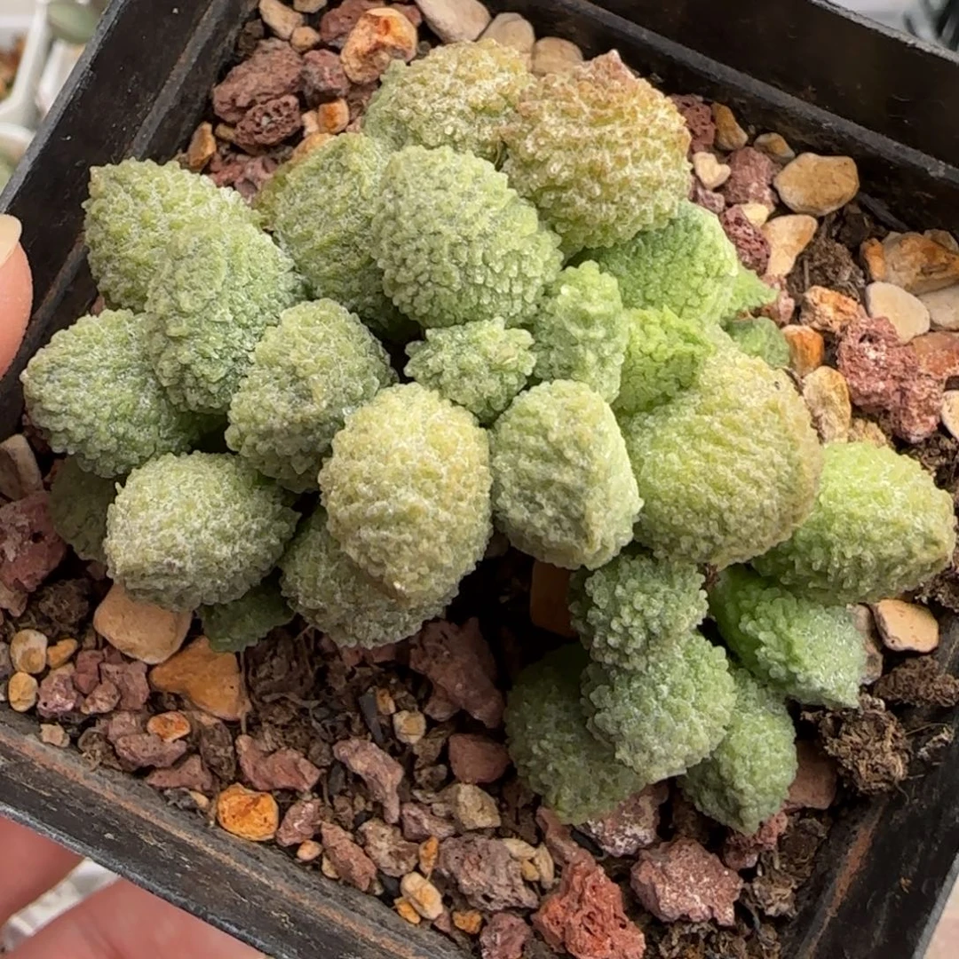 丸翠水泡多肉植物