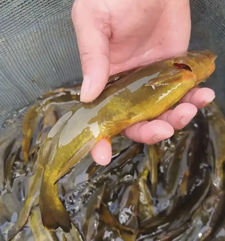 活体鱼四牛尾巴鱼观赏水族淡水饲养