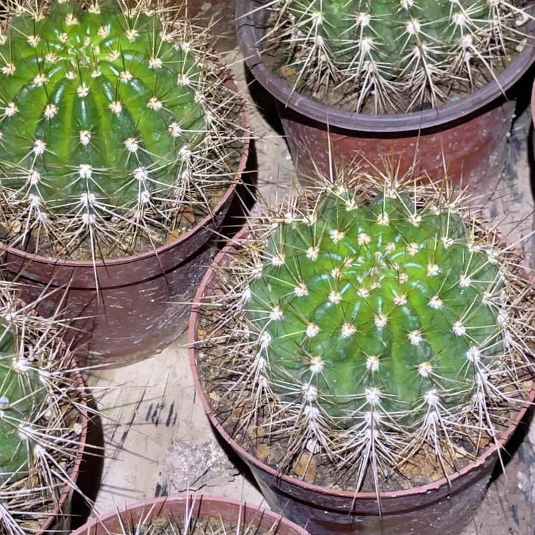 毛花柱清35带盆土发货