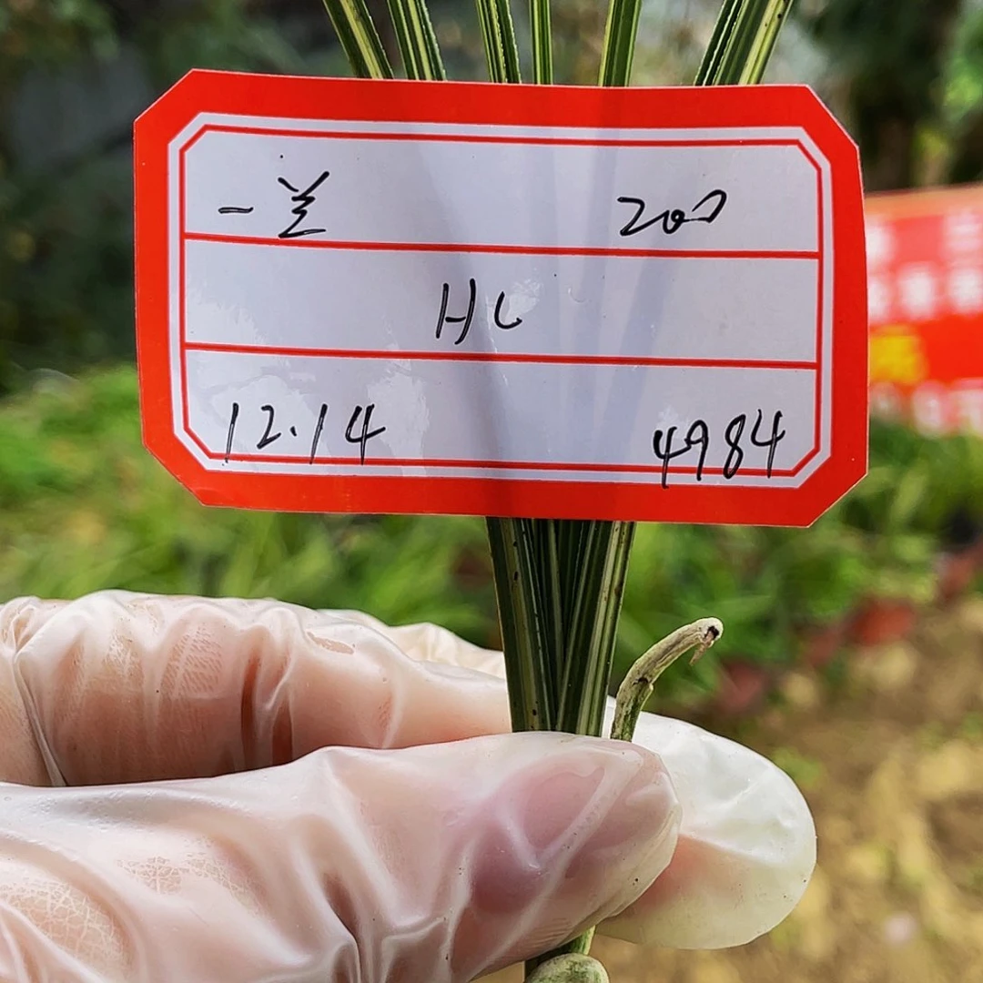 完全开放惠兰丝中透