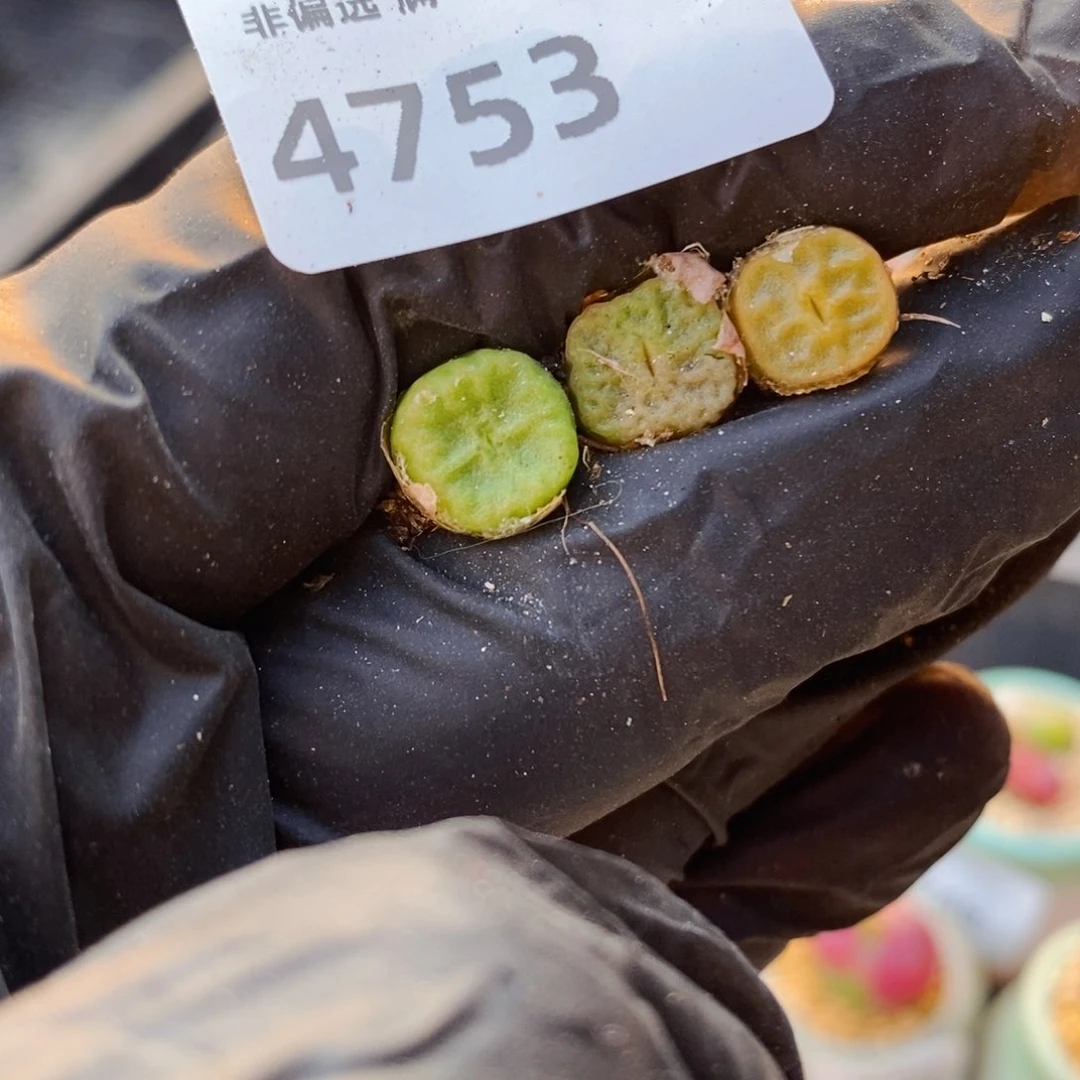 似*4753--一物一拍 3颗