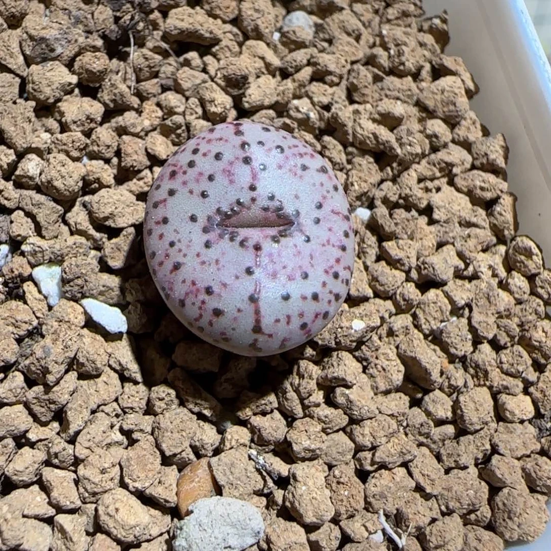 肉锥多肉植物组合-火龙果安贞1065