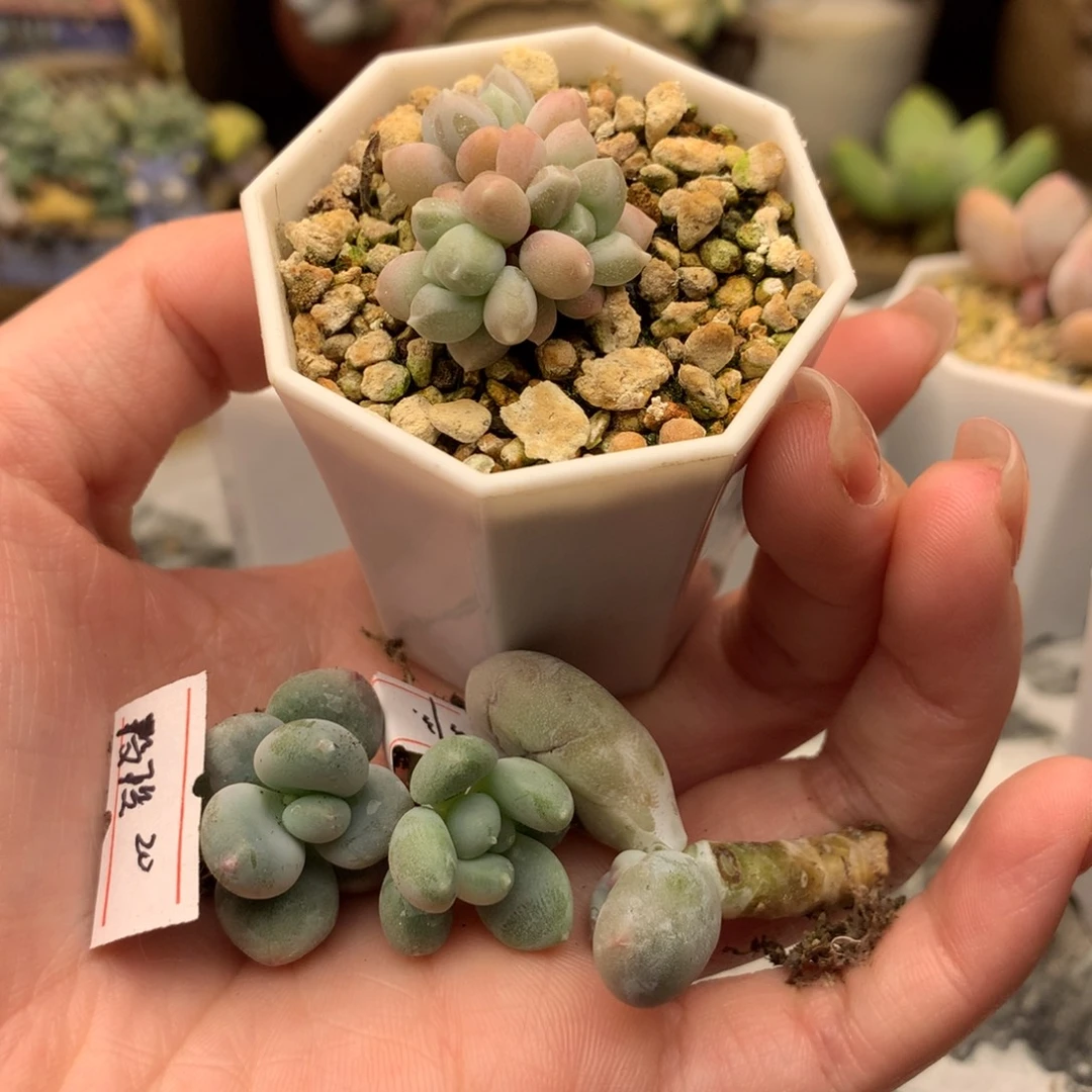 多肉植物一物一拍 杂交萤火虫 大叶金基因