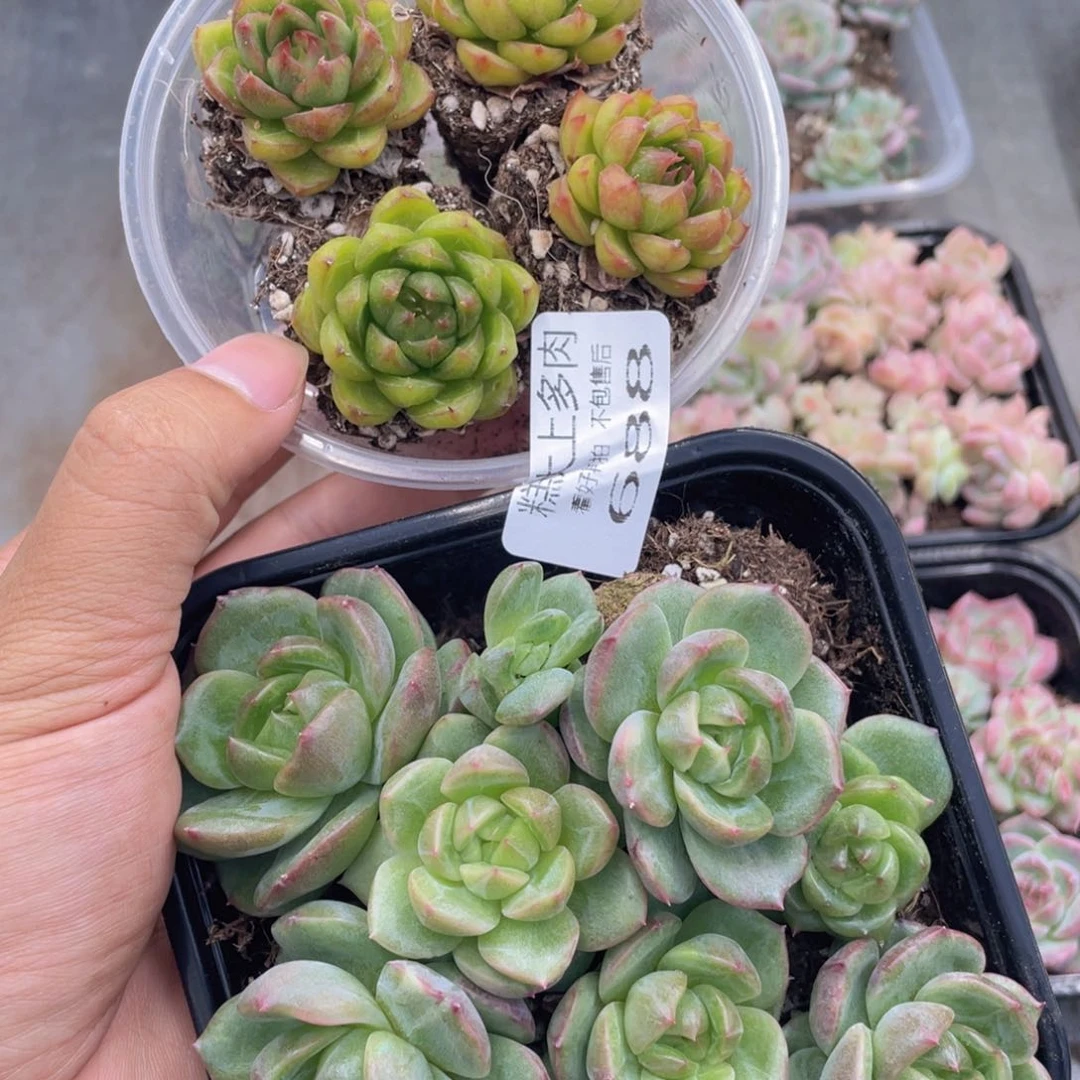 碩*糕大上多肉植物688