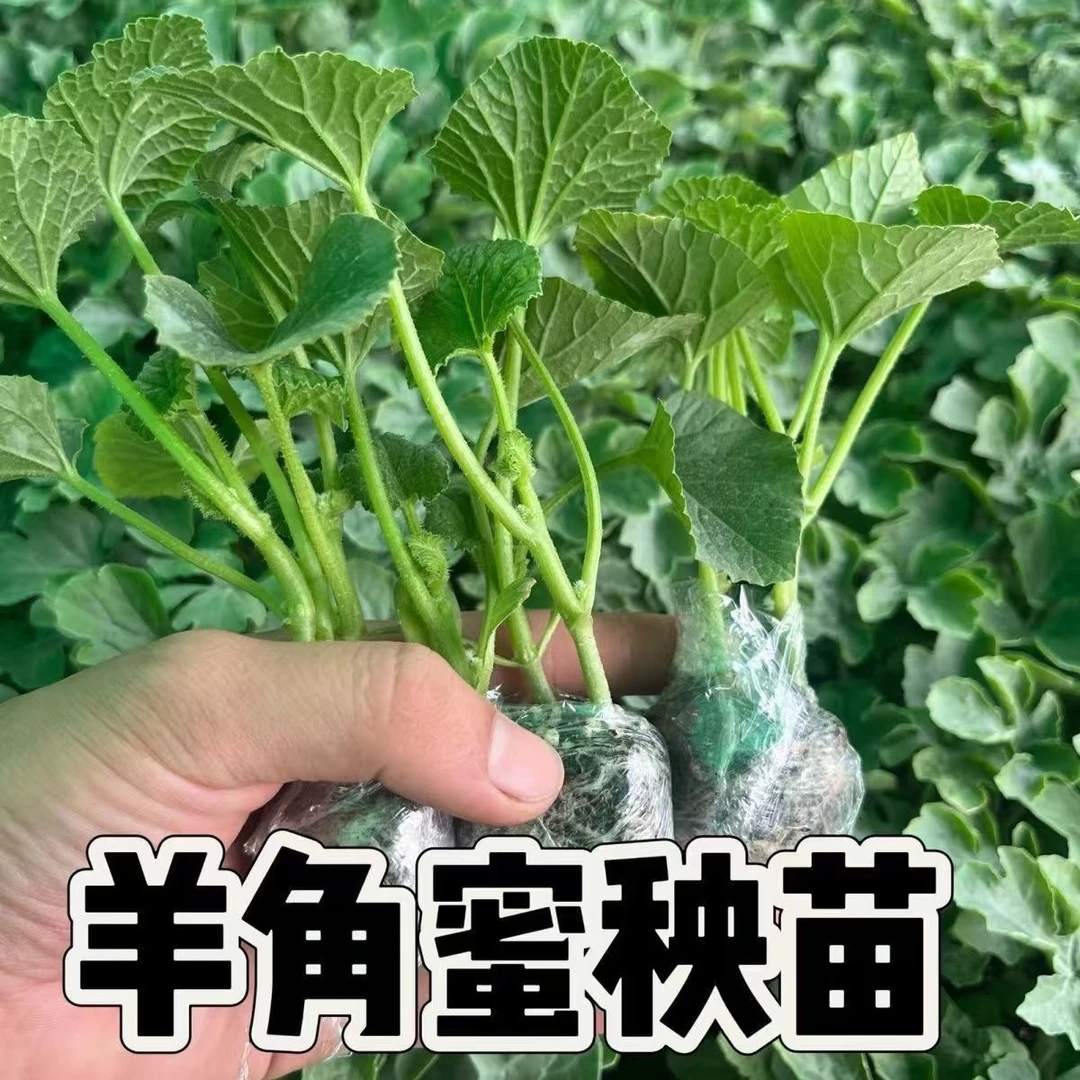 正宗羊角蜜秧苗蔬菜苗 脆甜蜜瓜羊角苗甜瓜苗 脆甜