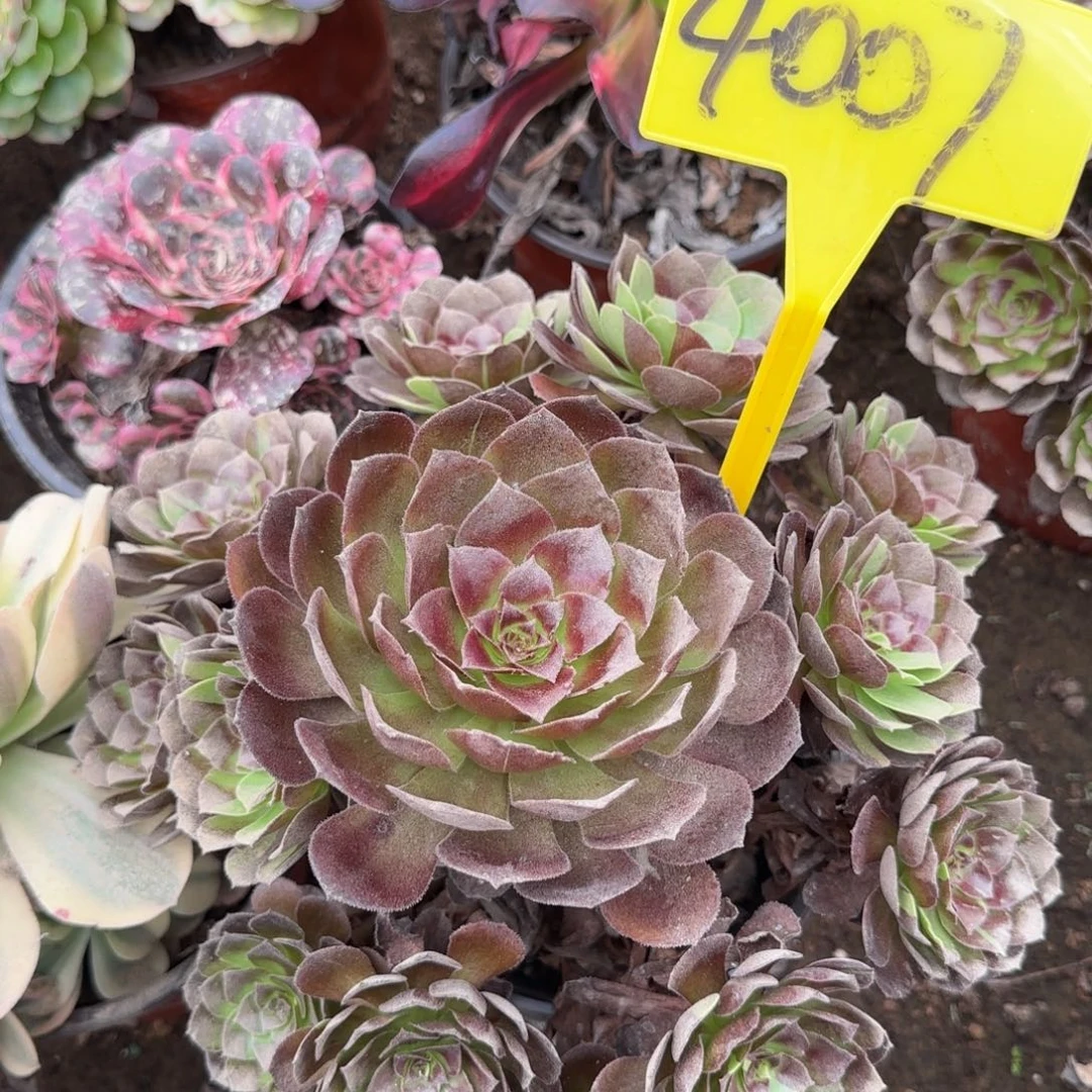 4007黑美人多头多肉