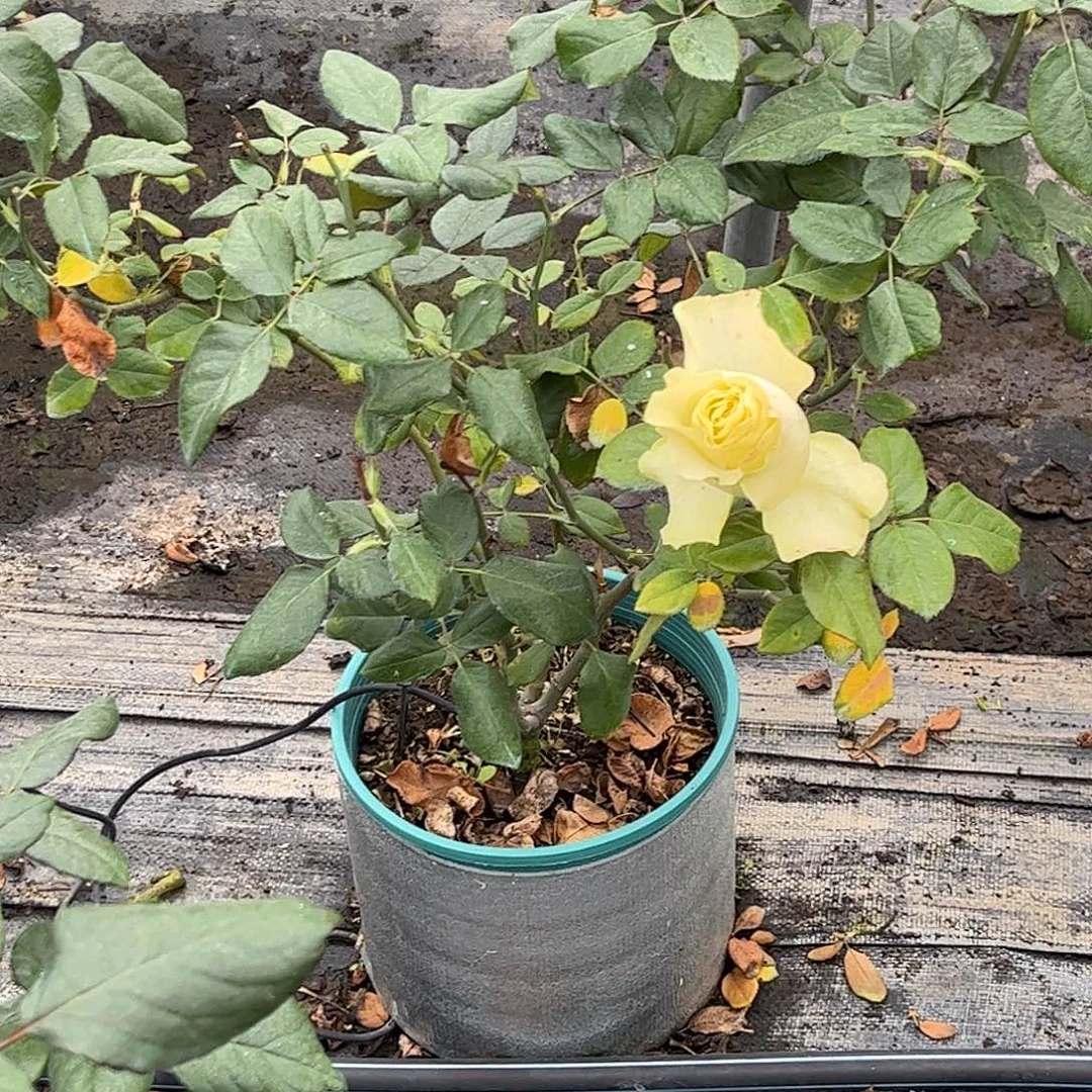 无花朵琉璃翠，1.8加仑土球发货