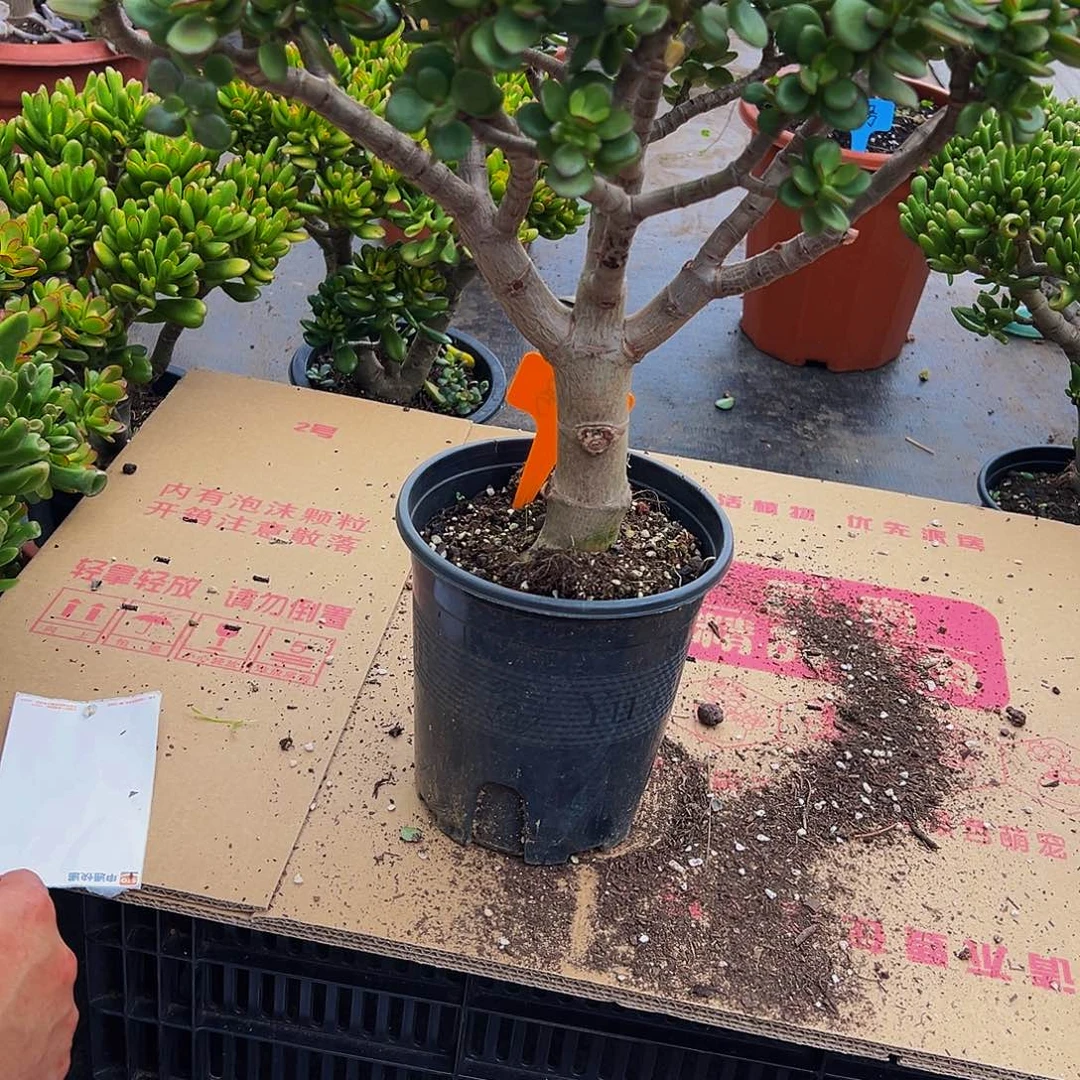 7920独杆子摇钱树