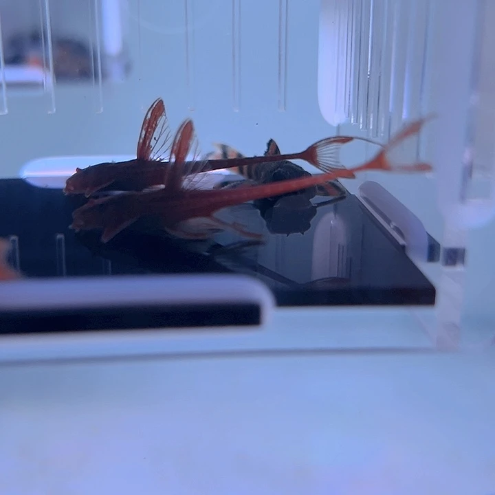 余***足清道夫鱼红蜻蜓直升机一条