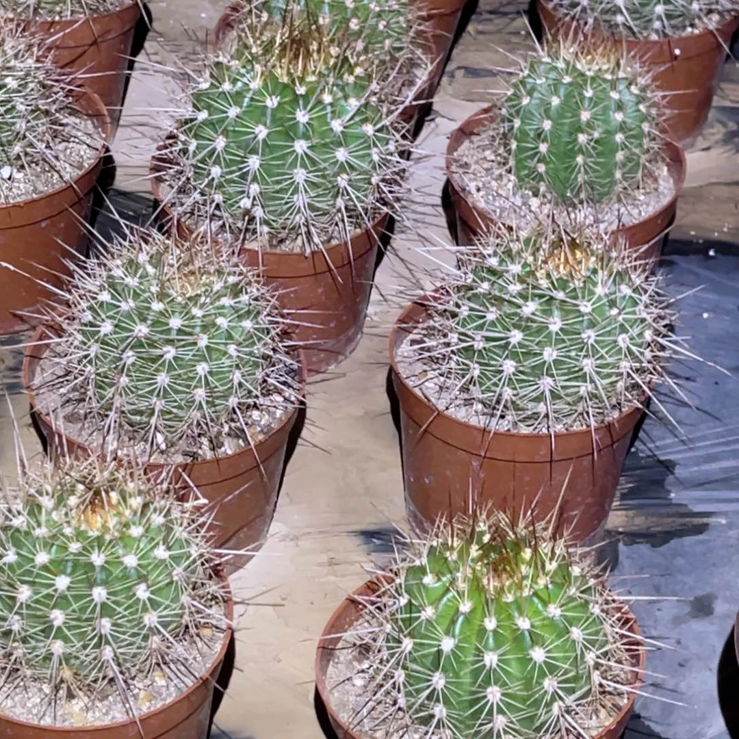 毛花柱粉桃 带盆土 发货