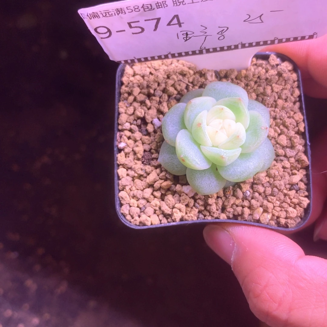 ****马白汤圆珍妮58包邮