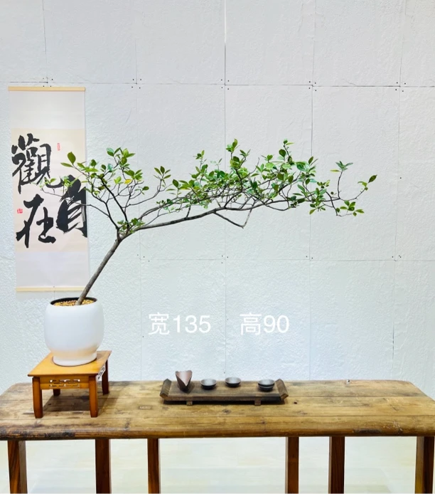 海岛栀子花室内客厅阳台绿植好养茶空间别墅造景