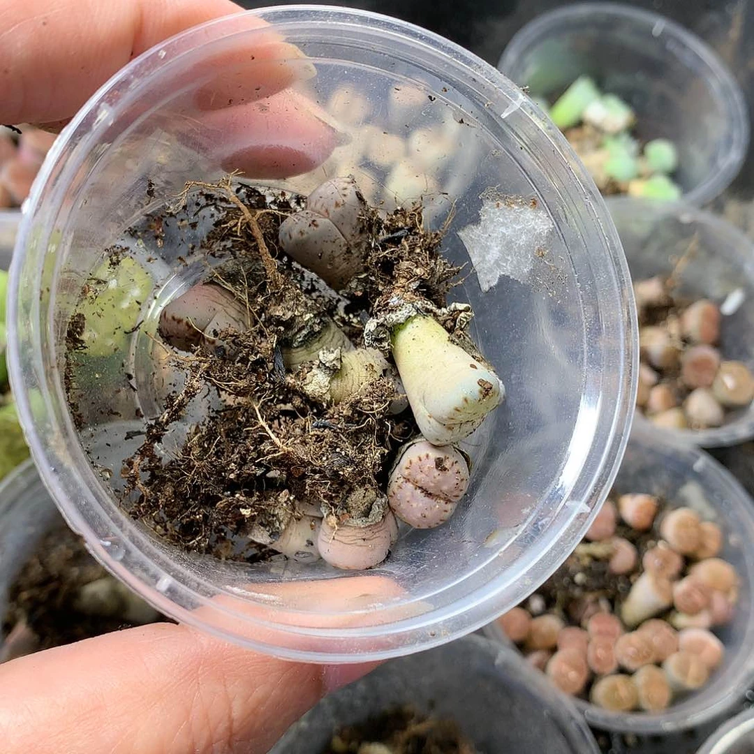 咪**喵G431多肉植物保护