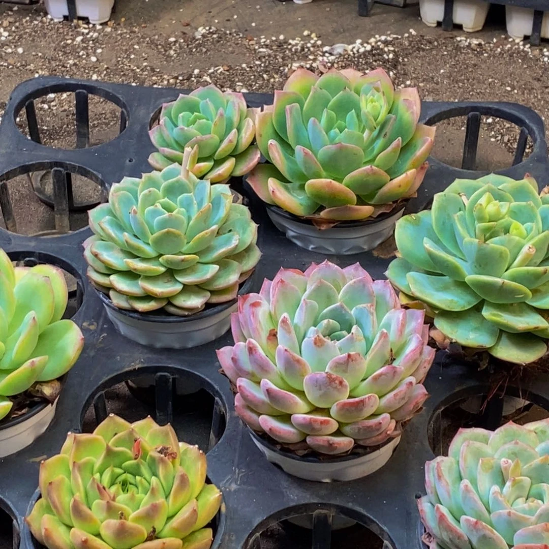 787多肉植物保护研究所所长