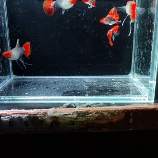 孔雀鱼深海蓝C6条