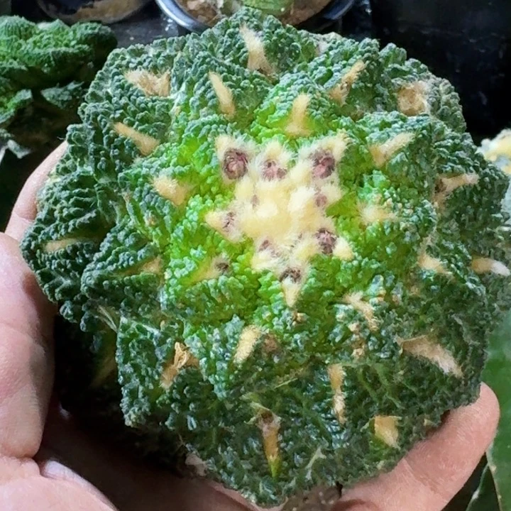 无花朵源福利苗接大龟甲703