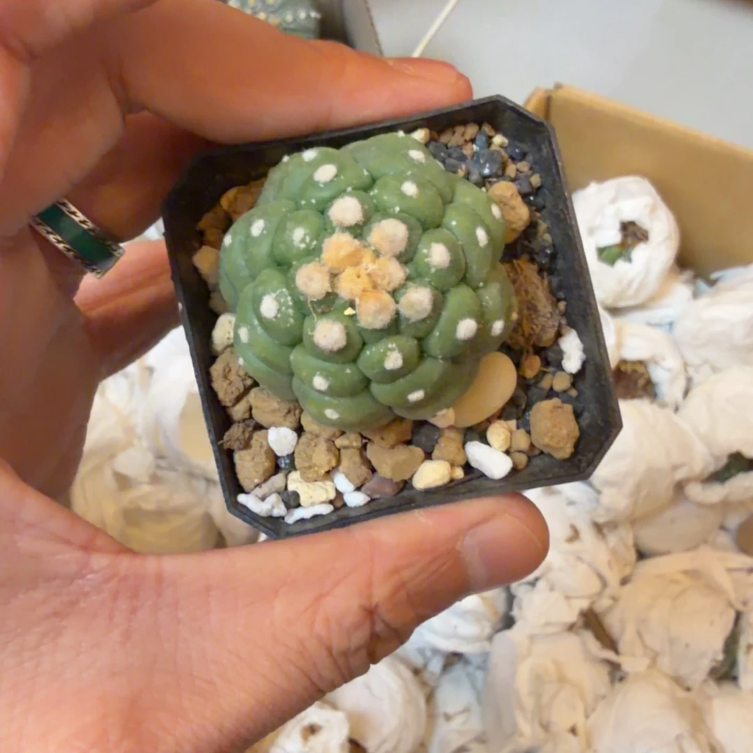 单头悟空表现力强