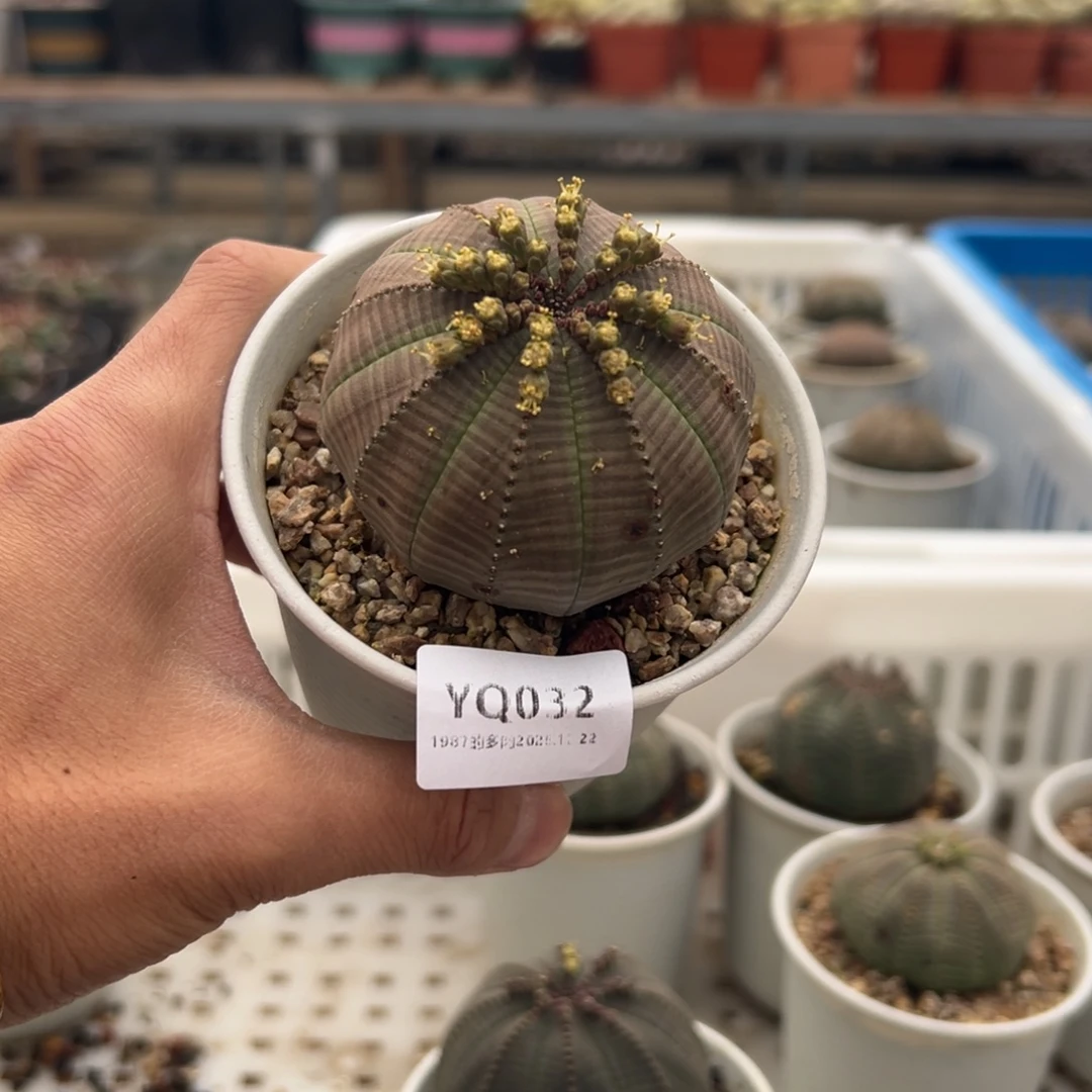 1987多肉植物YQ032