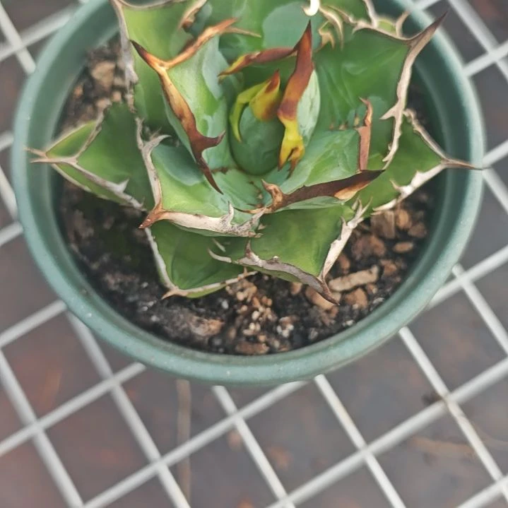 柠***树小岛精品龙舌兰精品龙舌兰