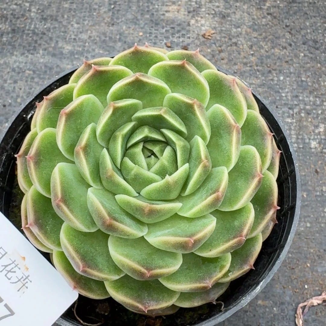 多肉杂交一物一拍9-77