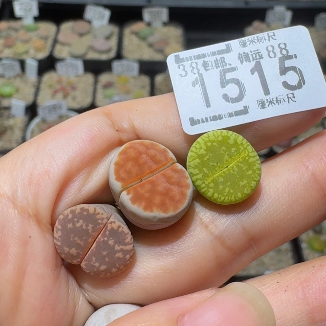 三***顺Sssss精品生石花1515