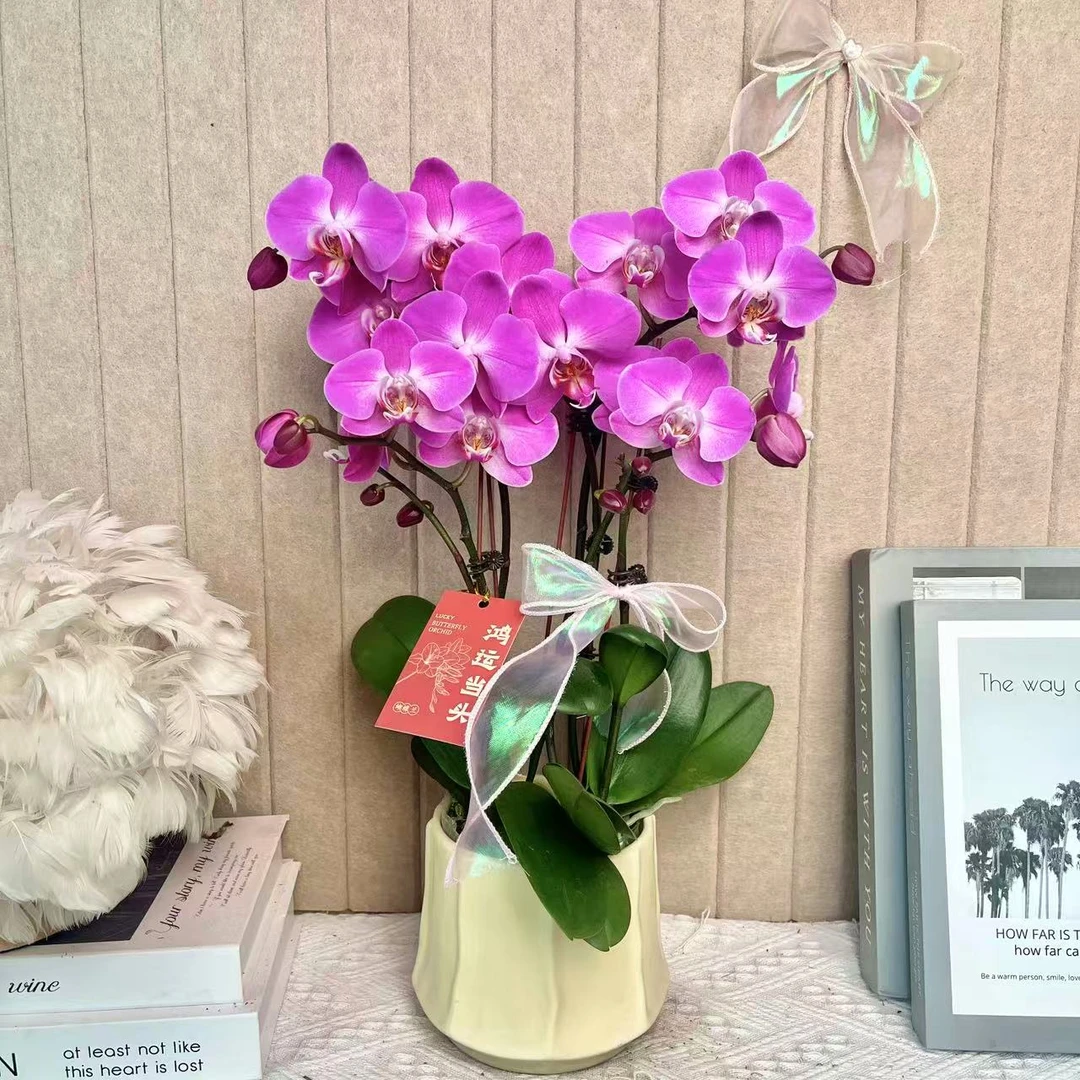 孟菲斯 欧洲进口蝴蝶兰 粉色花型 室内精品观赏 真花