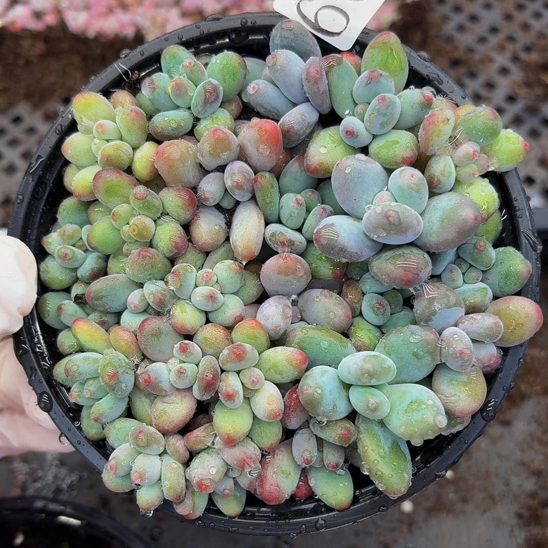 多肉植物多肉植物608