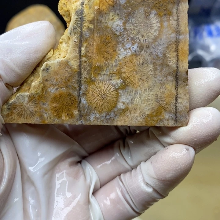 【闪购商品】未镶嵌珊瑚玉硅化玉