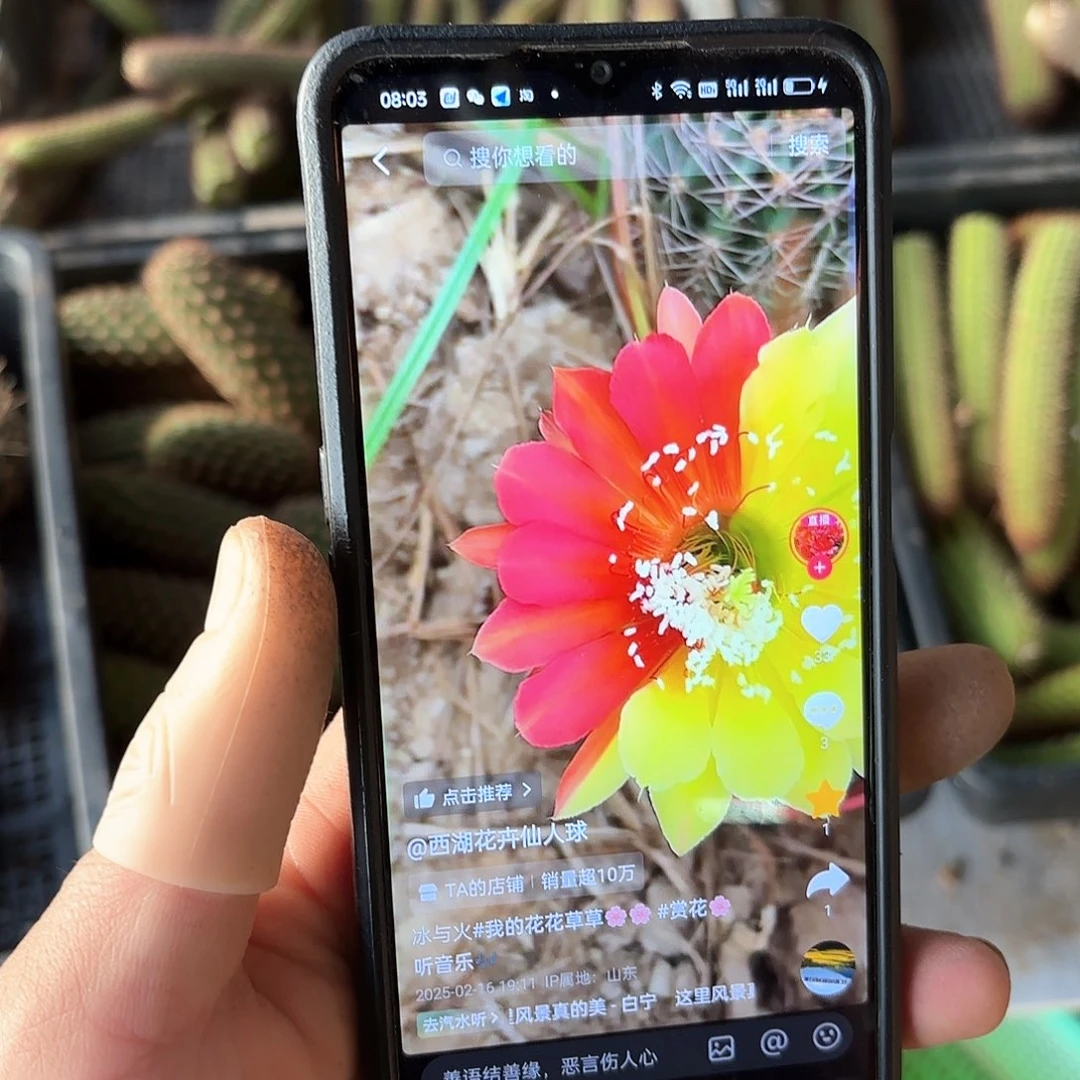 冰与火开花不稳定20包邮仙人球侧牙6