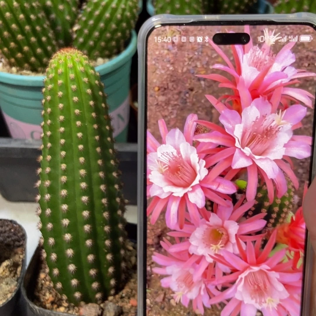 仙人球金一自根一个