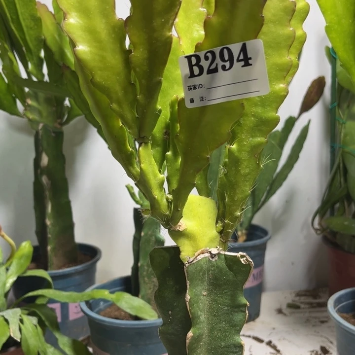 当前无花栽培后可以开花294