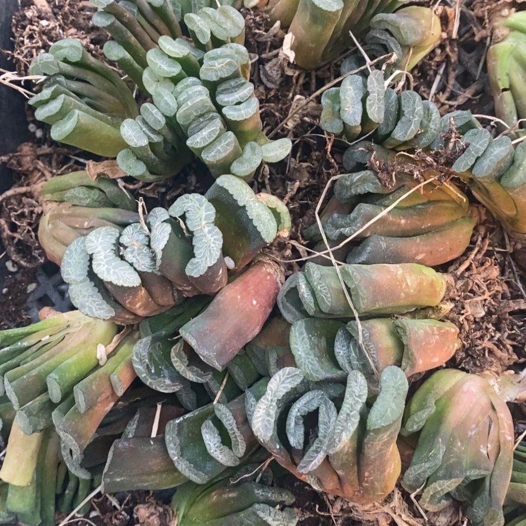 1607 一颗实生玉扇。