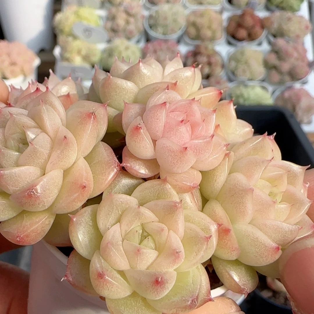 【闪购商品】0118-145油透麦杆