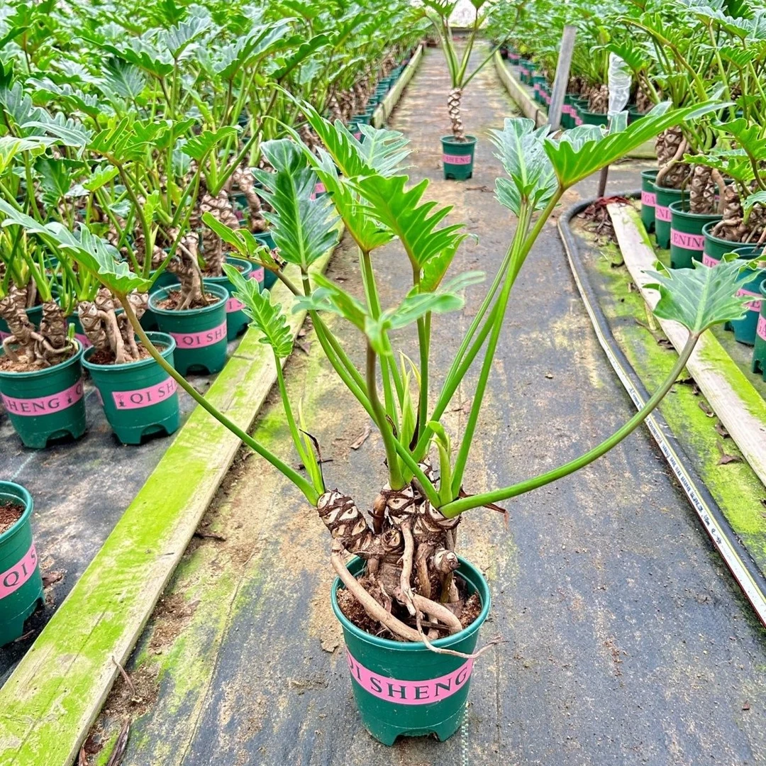 龙鳞春羽小天使绿植盆栽室内好养可水培土培四季常绿净化空气