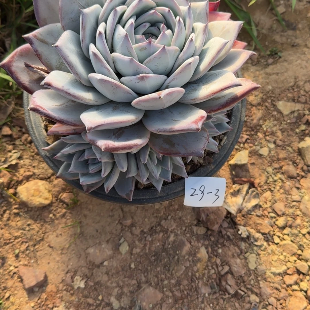 风***29-3黑卡多肉植物