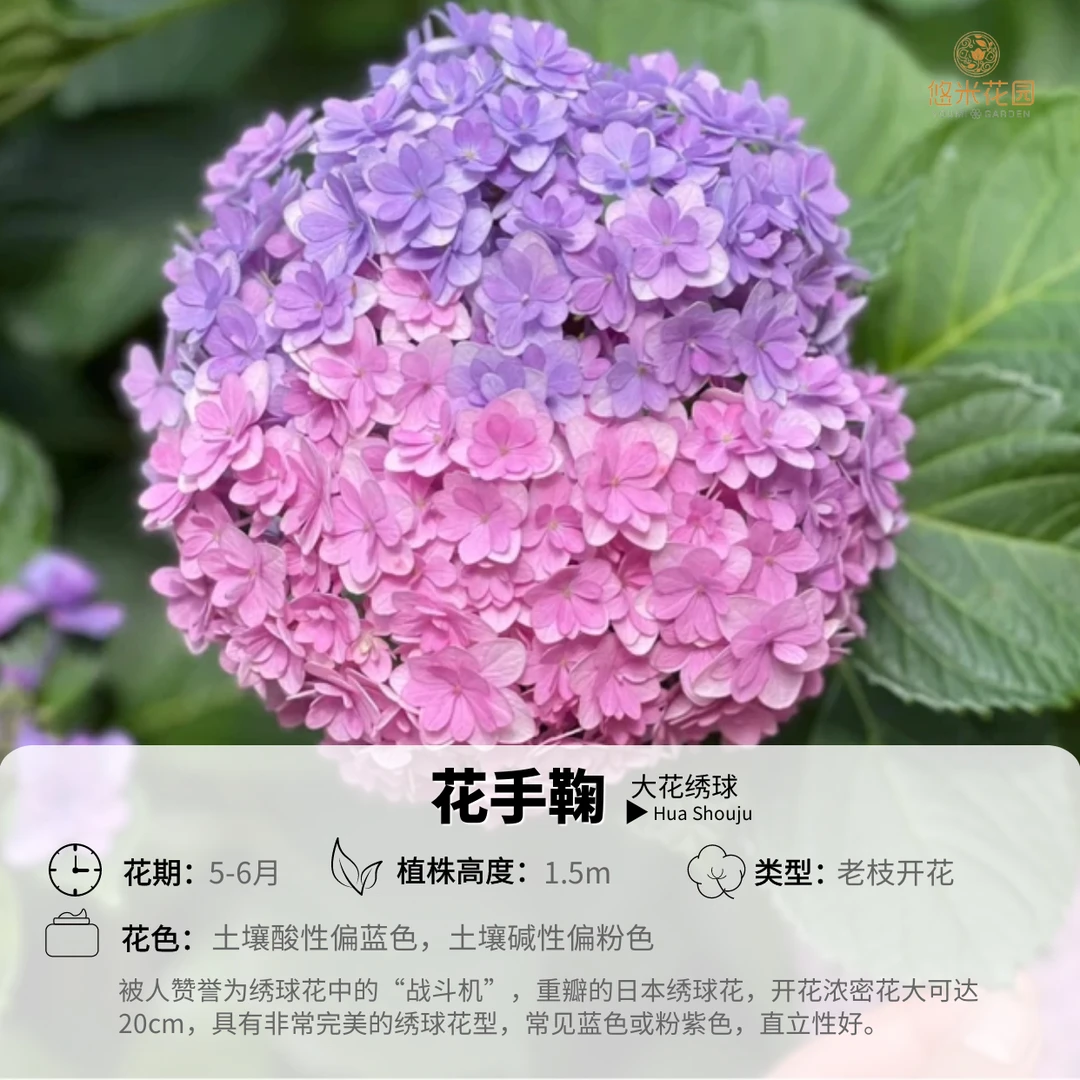 悠米花园【花手鞠】 5加仑 精致大花绣球盆栽庭院阳台耐热耐寒直立