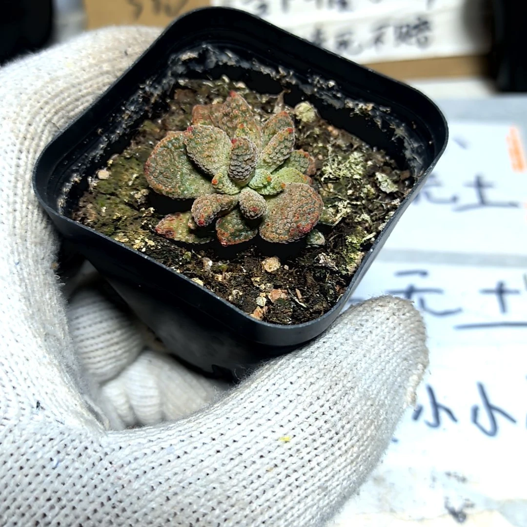 满6元包邮，火星兔子