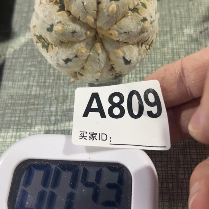 多***叔兜星球仙人球809号