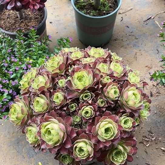 多肉植物韶华锦1